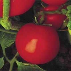 Tomate rouge 'Mountain Spring' - pot de 2 gallons